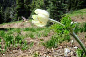 Mount Rainier NP, Washington, USA