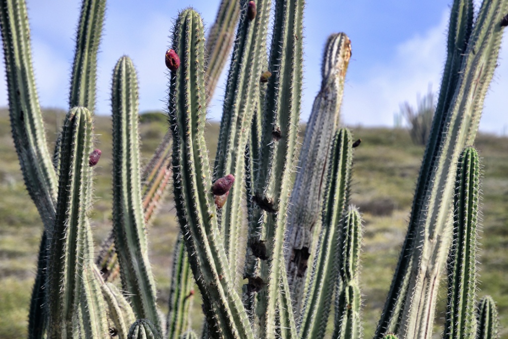 Cacti-Aruba – Rucksack.se