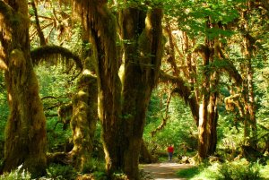 Hoh rainforest