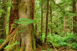 Olympic NP-Washington-USA