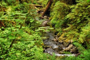 Olympic NP-Washington-USA