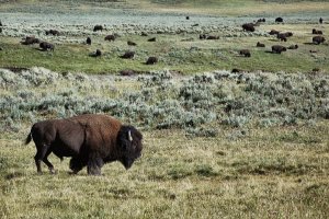 Yellowstone – Wyoming – USA