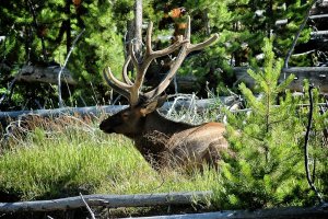 Yellowstone – Wyoming – USA