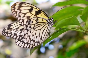 Butterfly – Fjärilshuset Haga