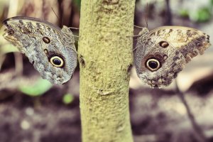 Tree with butterfly eyes – Fjärilshuset Haga