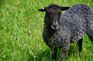 Sheep in Nyckelviken – Nacka