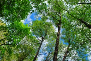 Clear blue skies in Nacka wildlife preserve