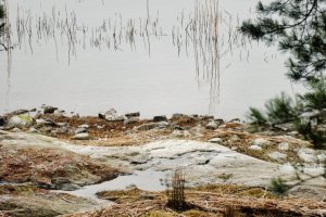 Autumn cliffs in Värmdö