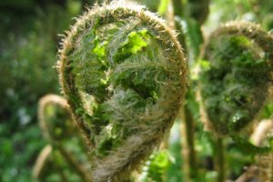 Weird flowers in Nacka wildlife preserve