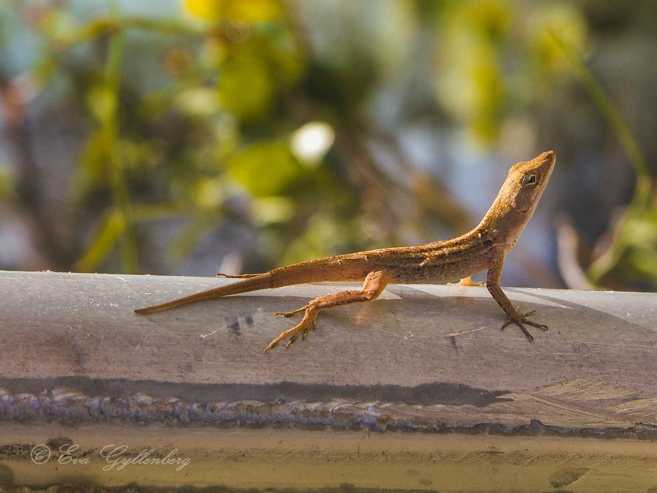 En liten orange gecko på ett räcke