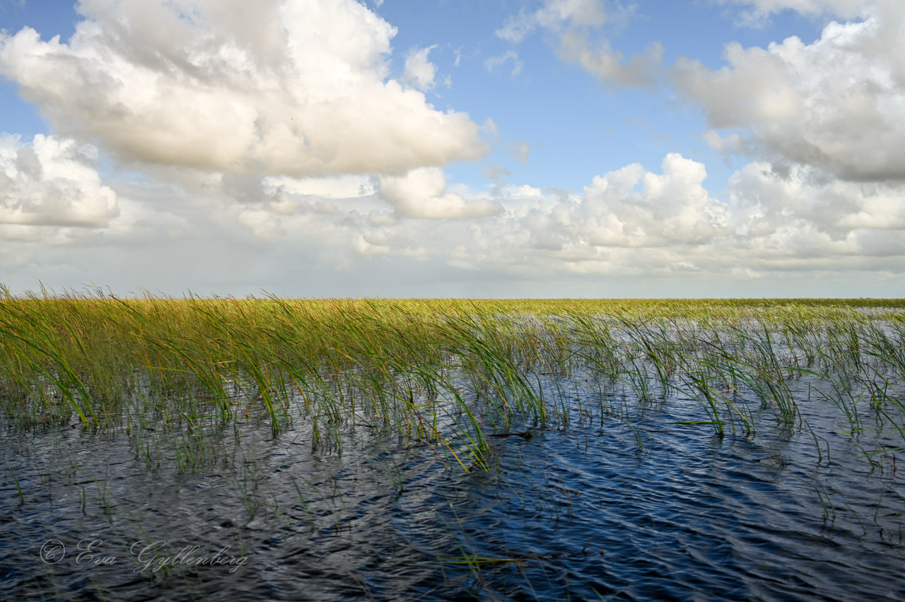 En äng av sawgrass i Everglades