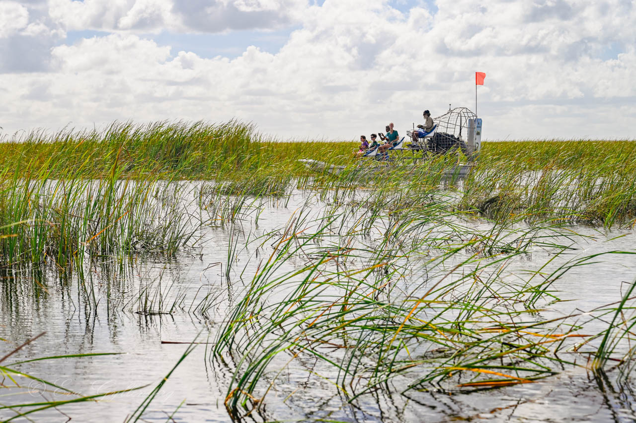 Luftbåt åker i gräset i Everglades