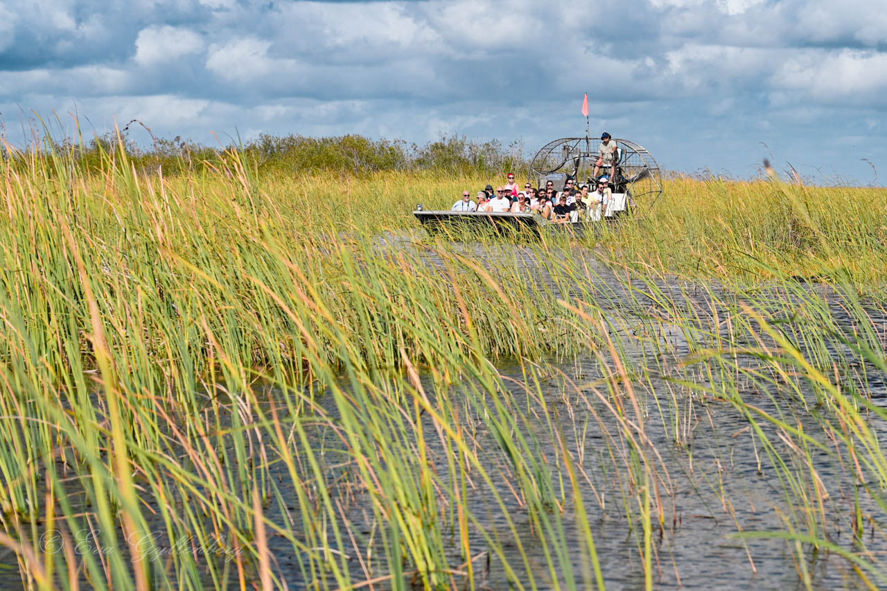 luftbåt med turister i sawgrass