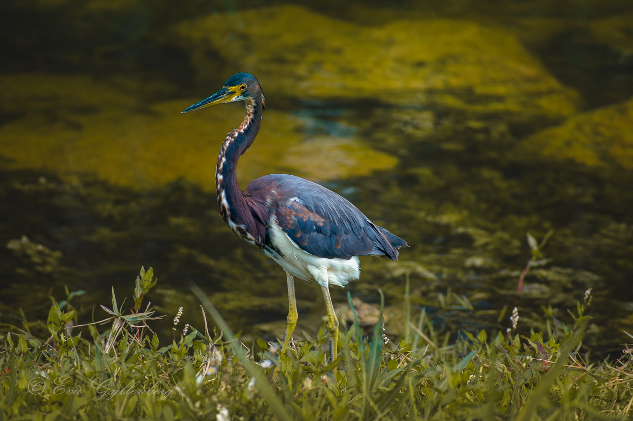 en vadarfågel i Everglades