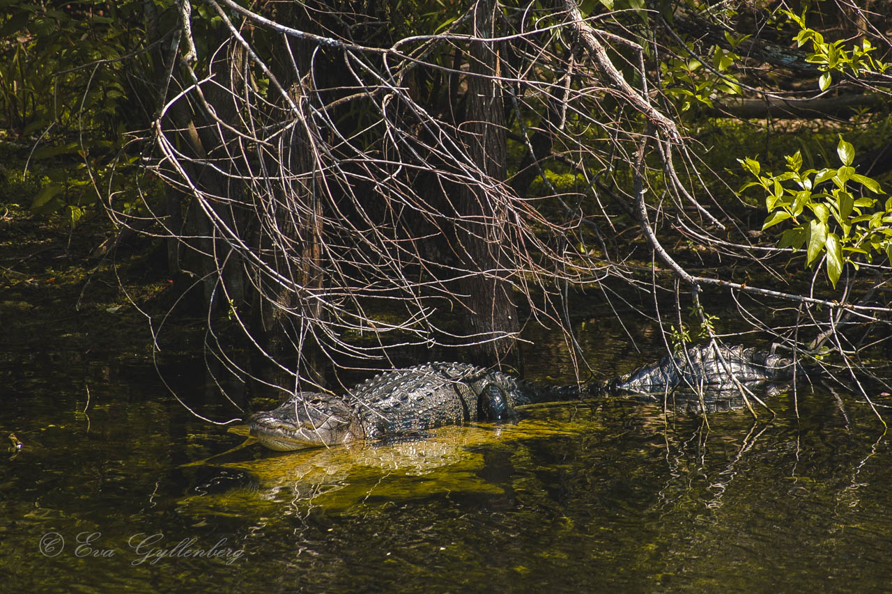 En alligator solar i magrove