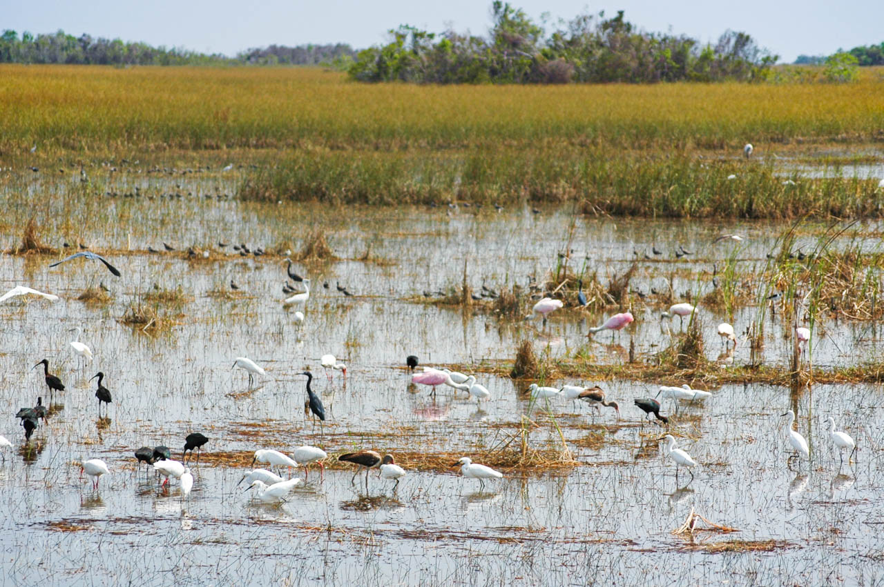 mängder av vadarfåglar i våtmark i Everglades