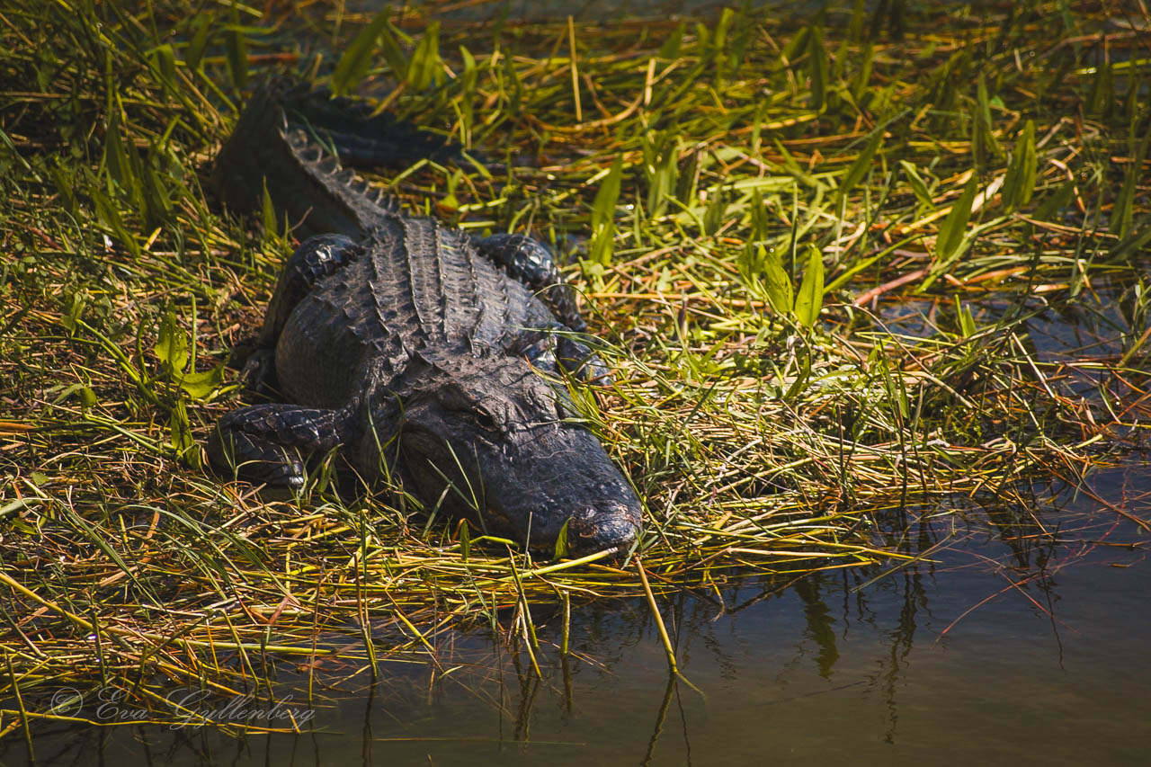 Alligator som solar