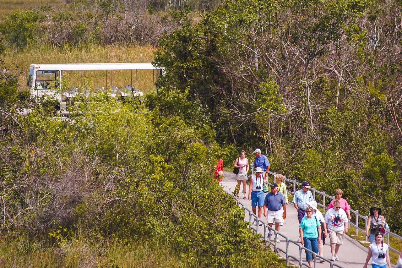 turister går från en minibuss i Everglades