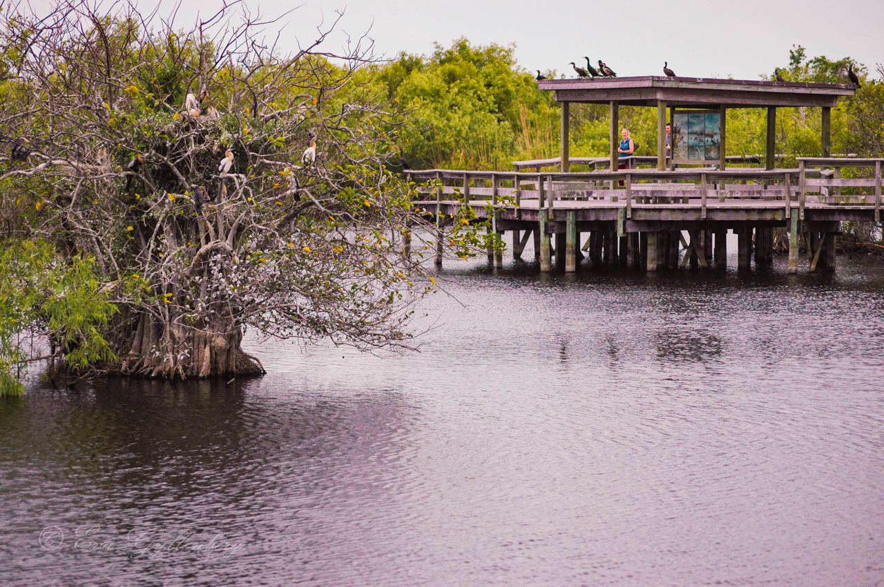 fågelskådarplattform i everglades