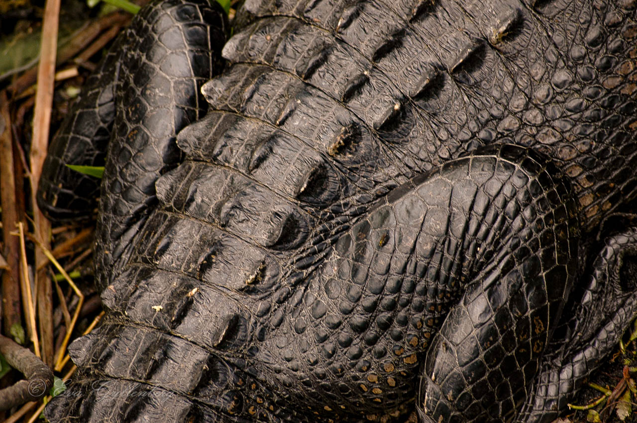 Rumpan på en alligator