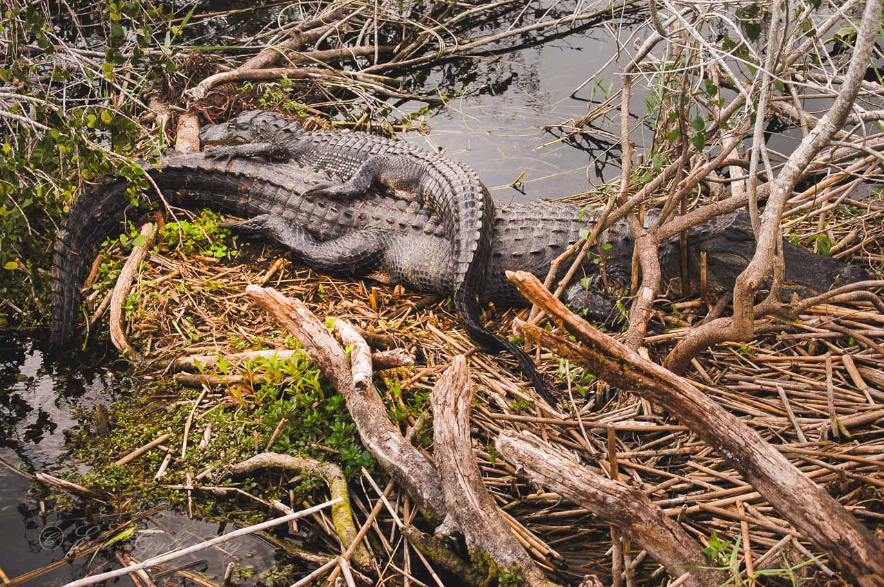 En stor alligator med en liten alligator på ryggen