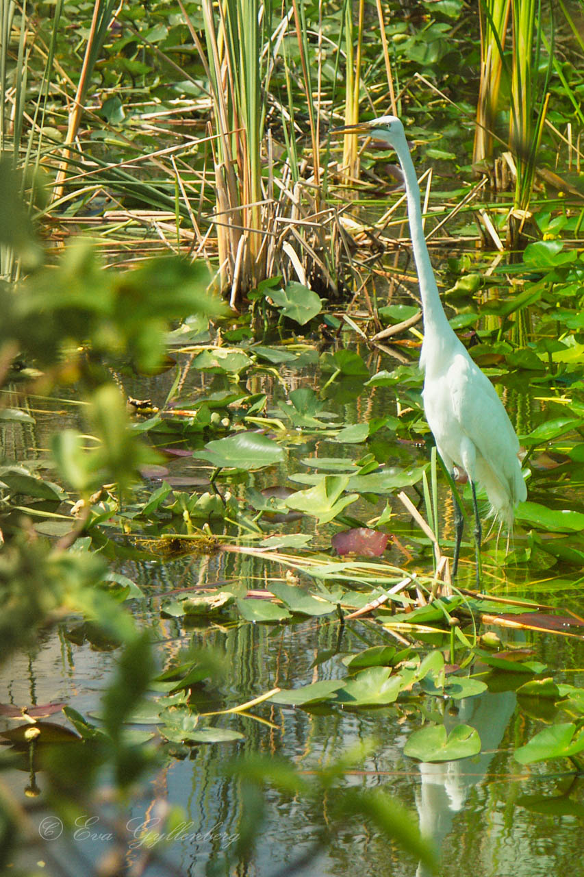 En vit häger vadar i Everglades