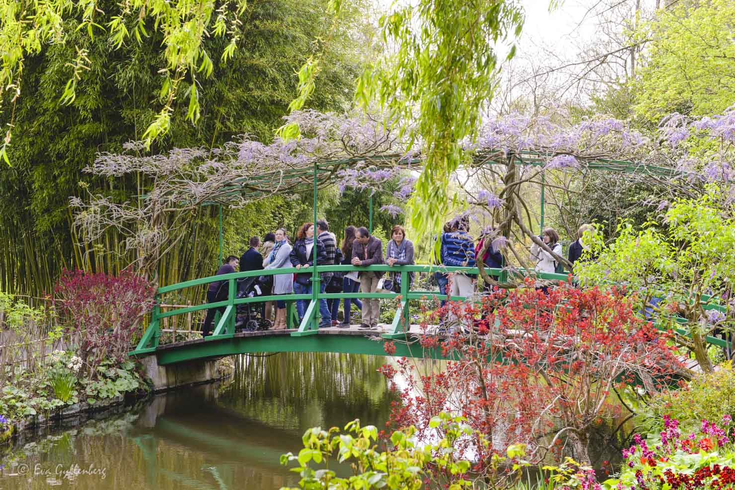 I Monets trädgård finns en grön bro med blåregn över en sjö som Monet ofta avbildade i sina tavlor