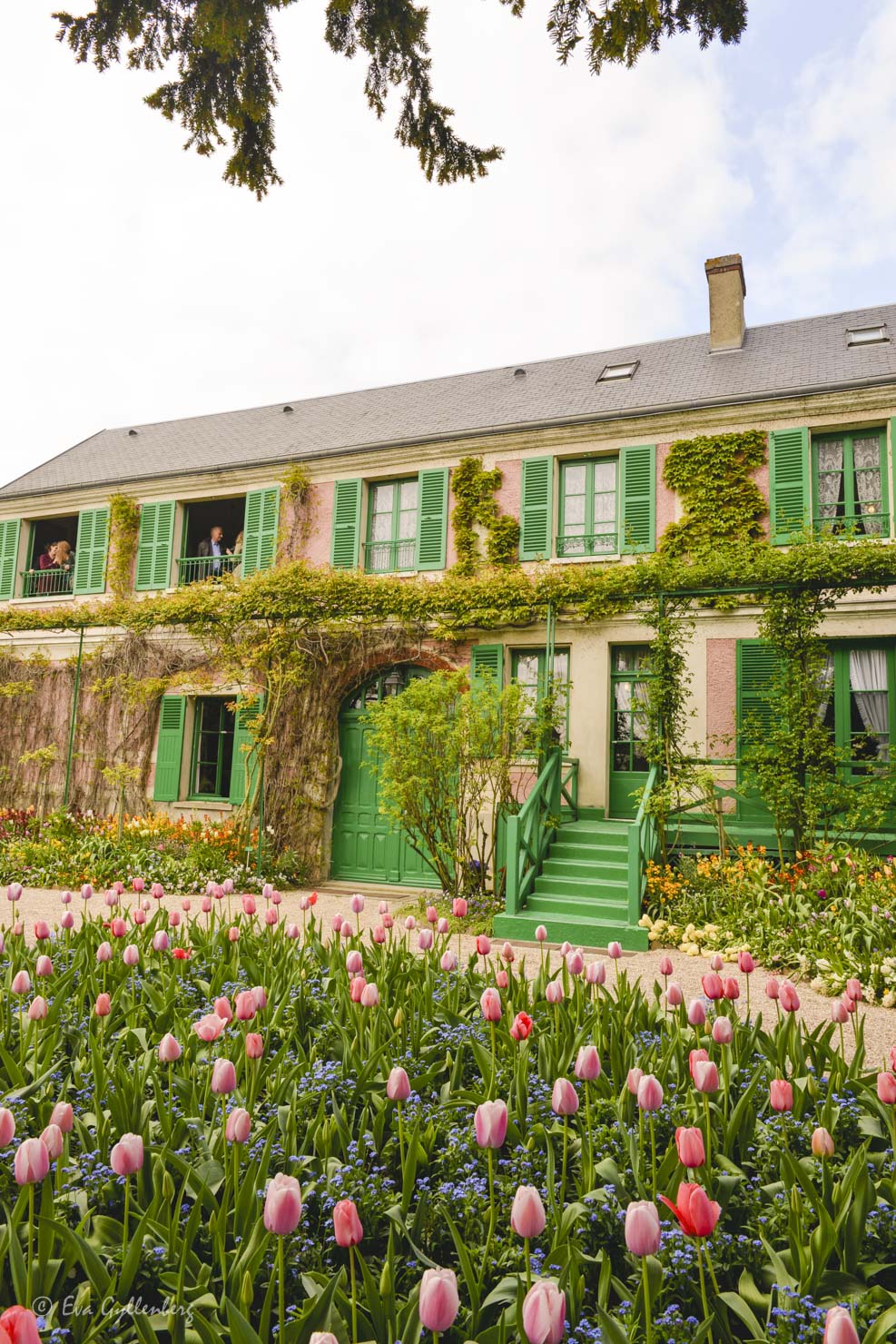 Monets trädgård i Giverny har ett rosa hus med gröna luckor och under våren blommar massor med tulpaner