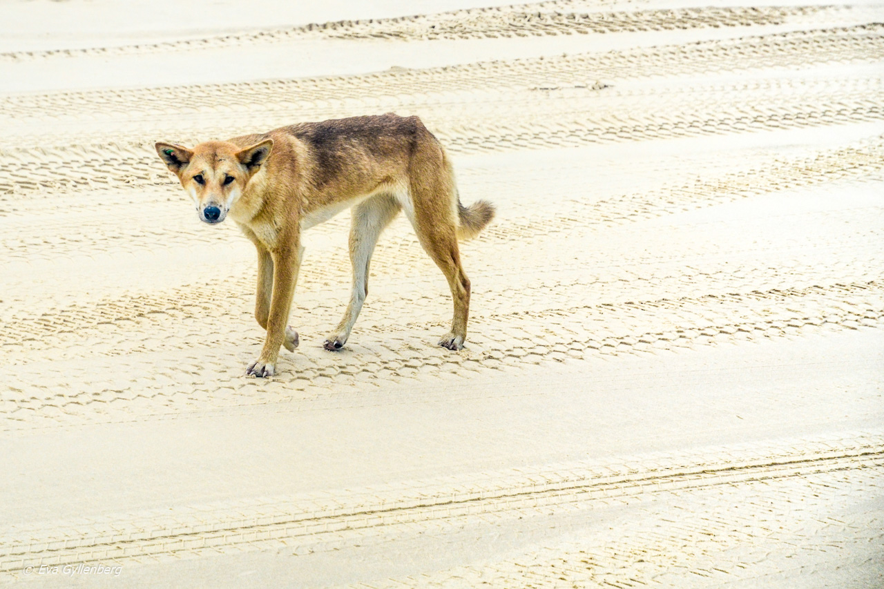 Dingo