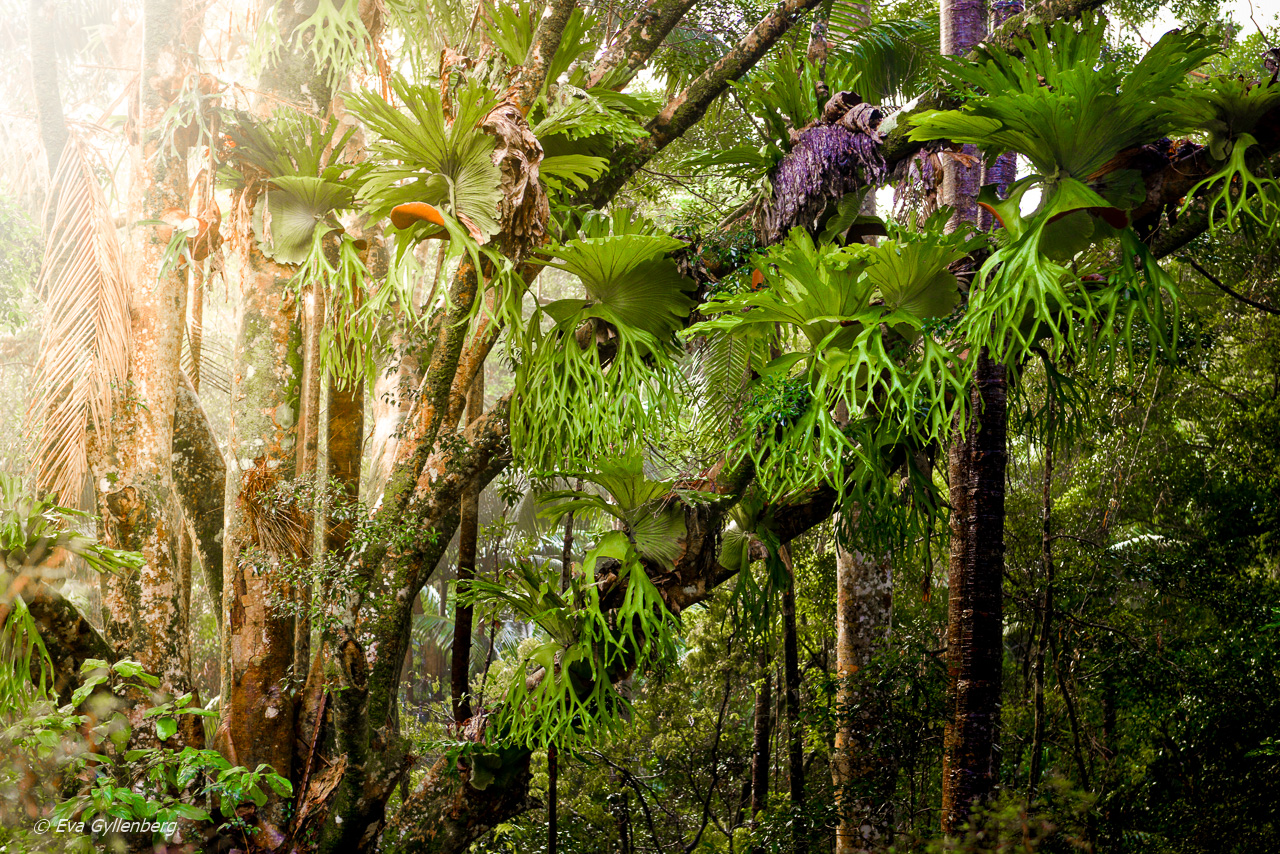 Fraser Island - Australia