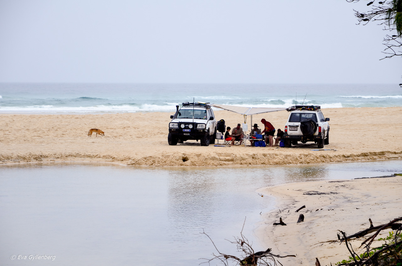 Picknick med bilar på en strand på Fraser Island
