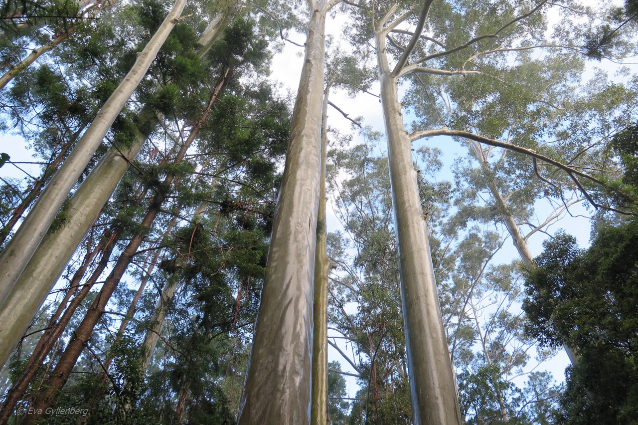 Fraser Island - Australien