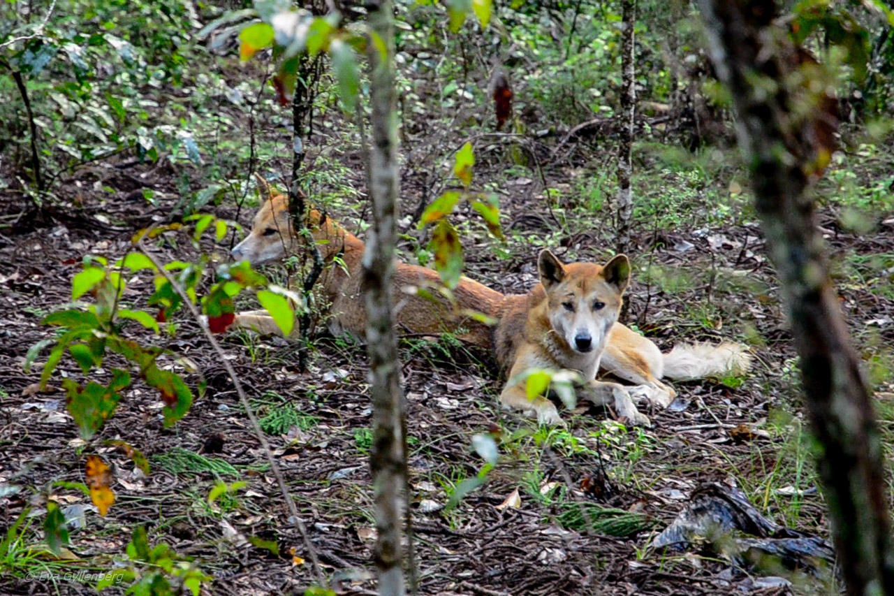 Fraser Island - Australia - Dingo