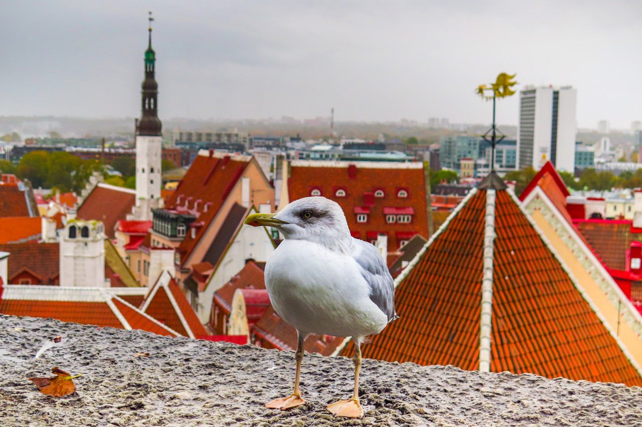 Steven the seagull - Tallinn - Estland