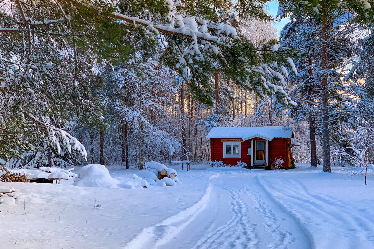 Jul i Umeå