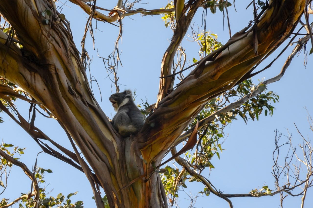 Kennett River - Koala 