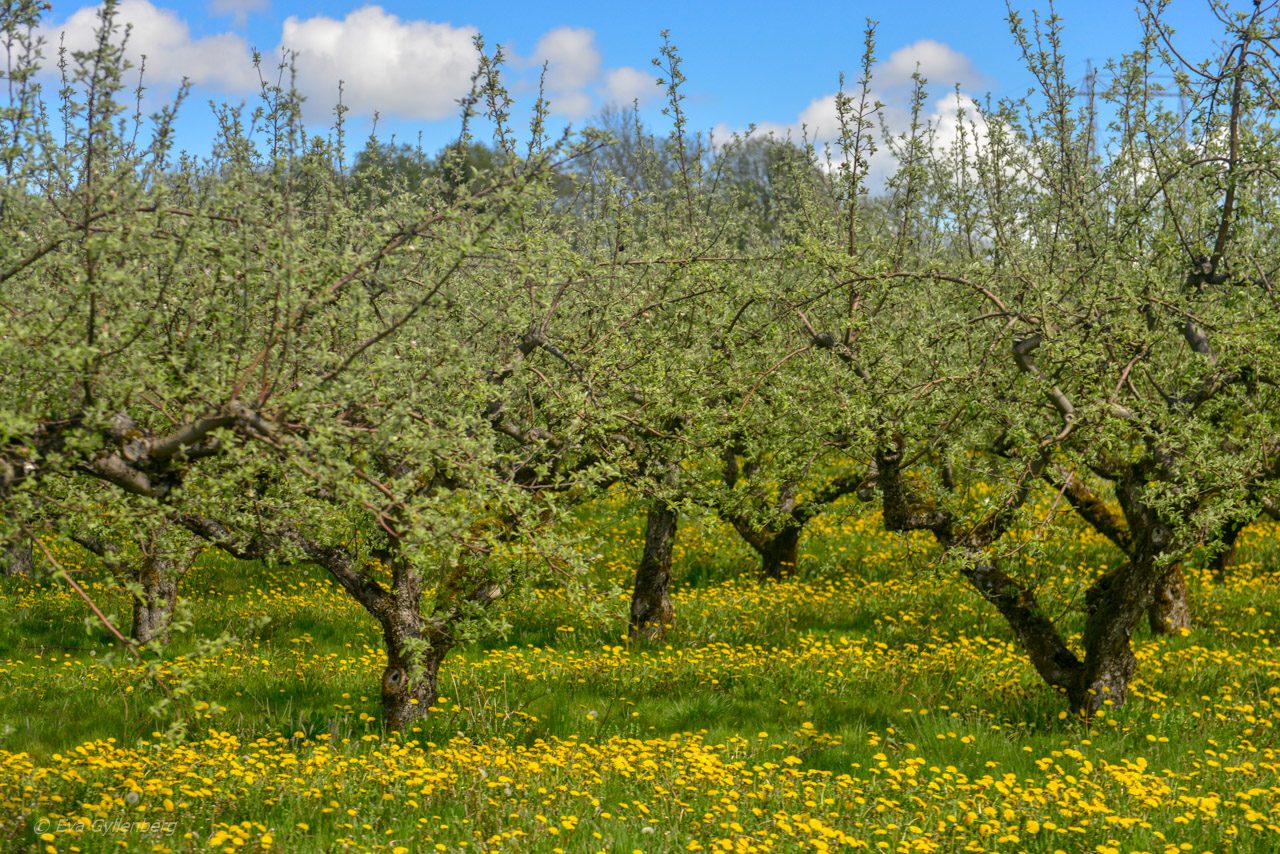 Äppelodlingar i Skåne