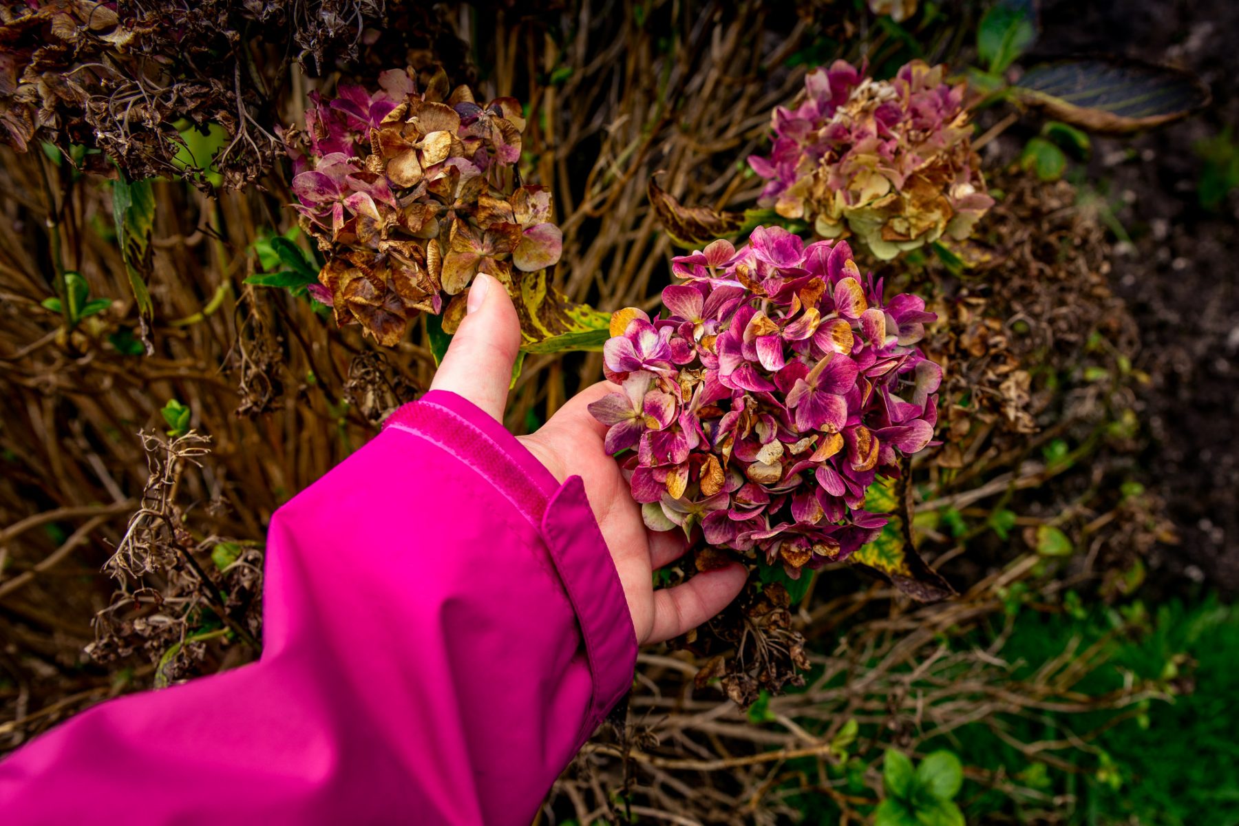 En sista blommande hortensia - Maderia