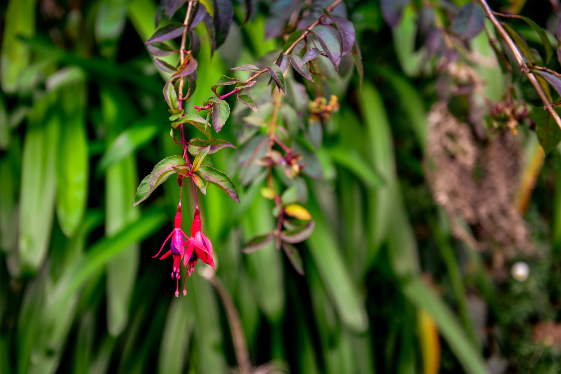 Fuchsia vid levadan - Madeira