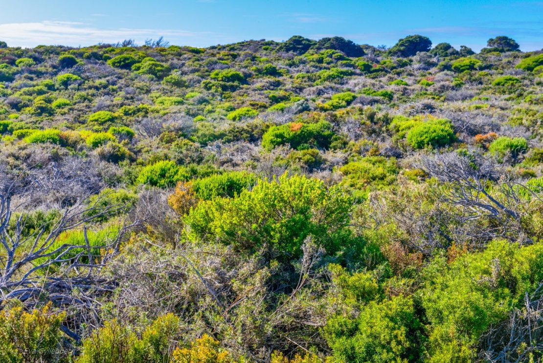 Rottnest Island - Australien - Hed