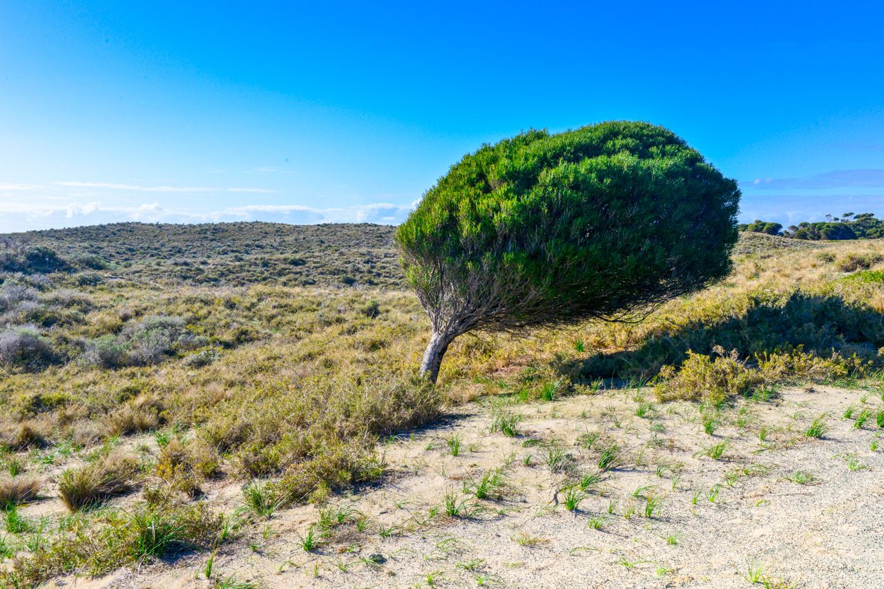 Rottnest Island - Australien - Vinpinat träd