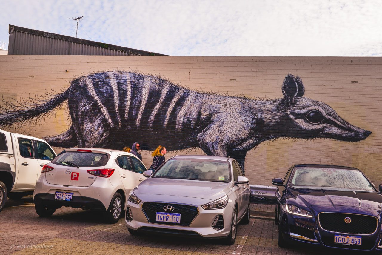 Wall art - Fremantle - Australien