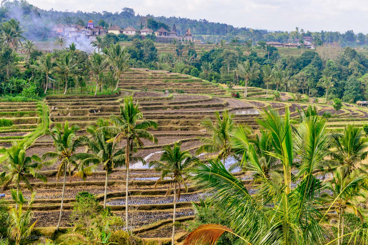 Jatiluwih - Risterrasser - Bali