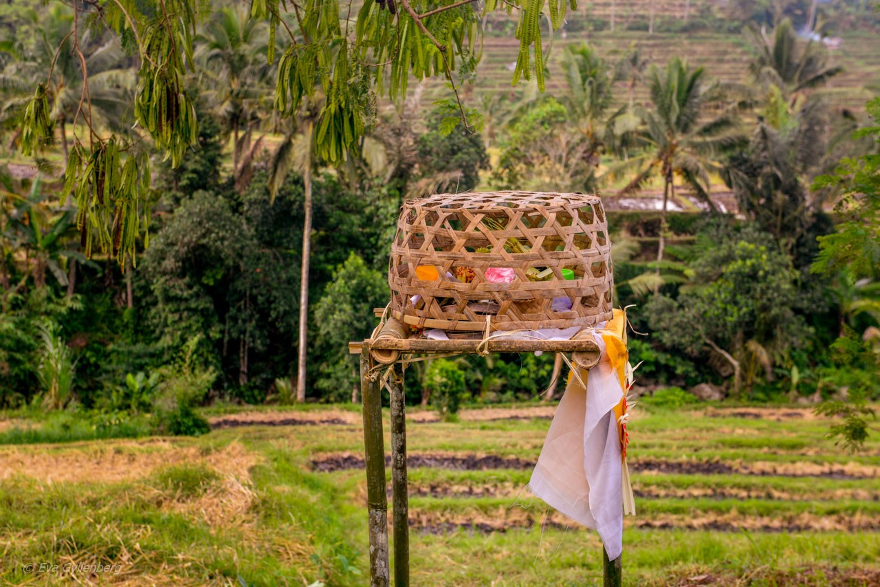 Jatiluwih - Risterrasser - Bali