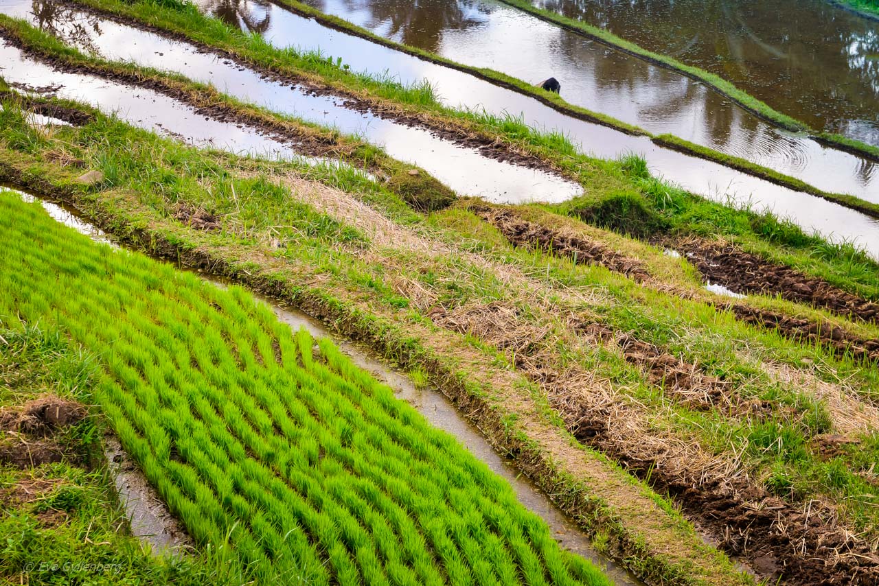 Jatiluwih - Risterrasser - Bali