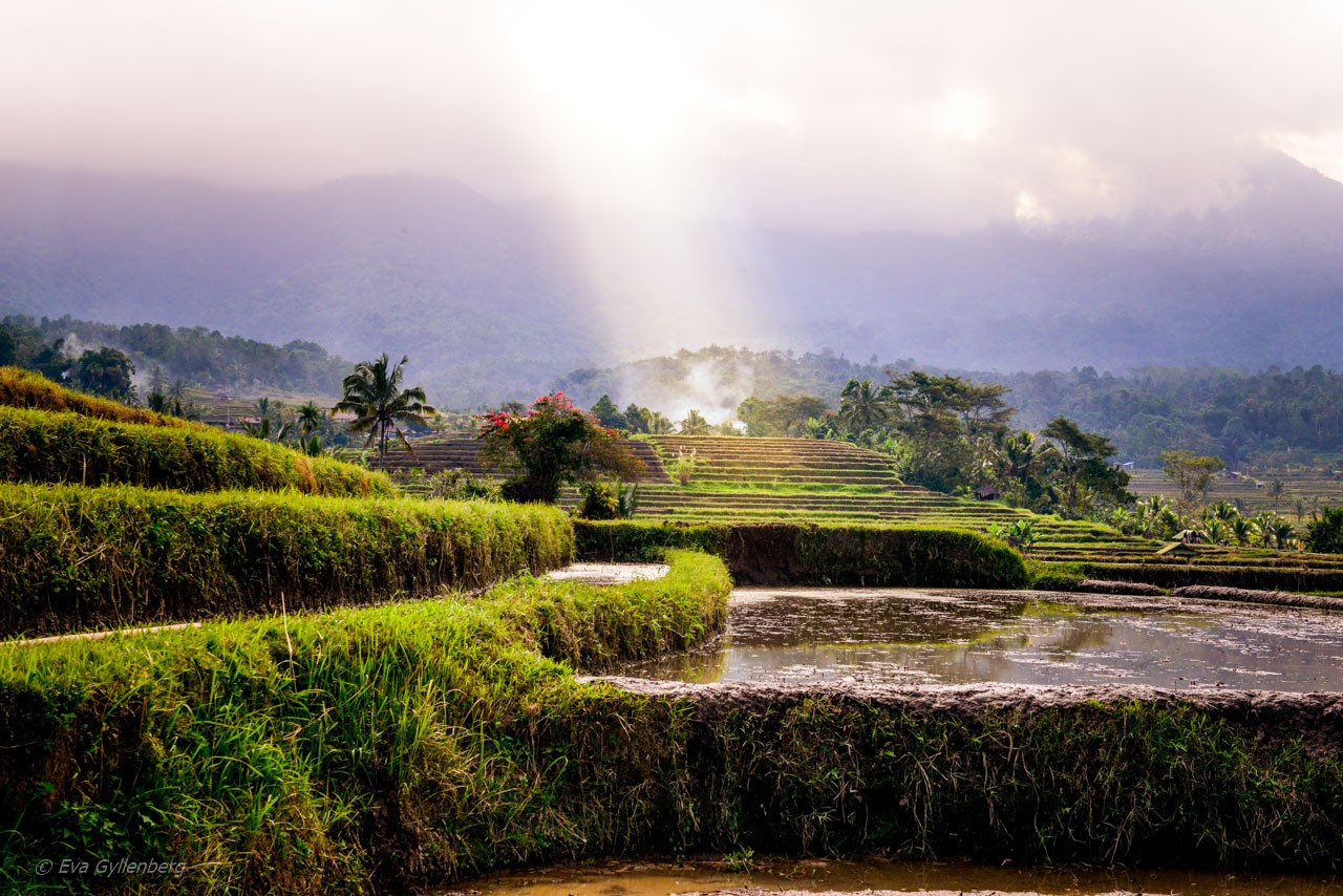 Jatiluwih - Risterrasser - Bali