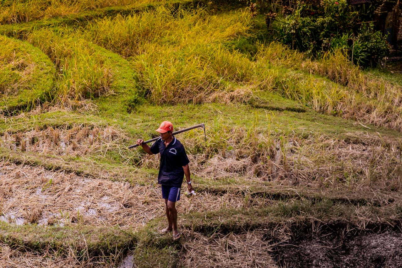 Jatiluwih - Risterrasser - Bali