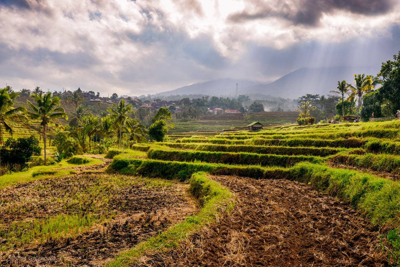 Jatiluwih - Risterrasser - Bali