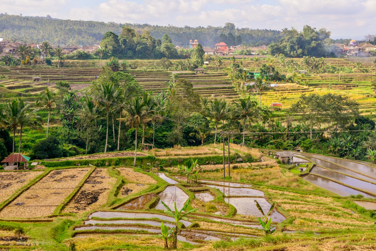 Jatiluwih - Risterrasser - Bali