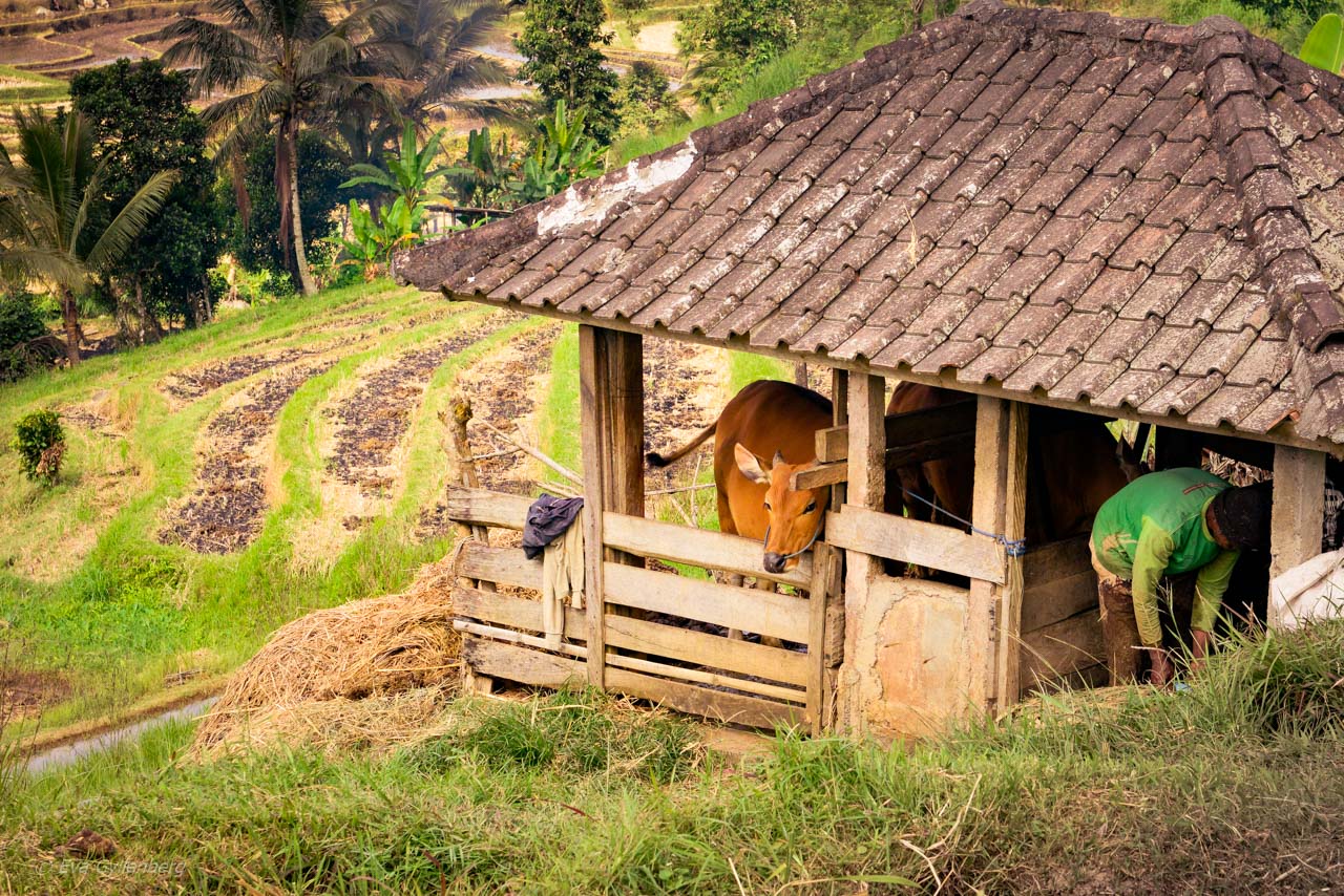 Jatiluwih - Risterrasser - Bali